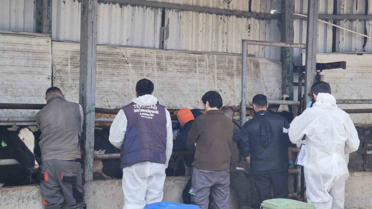 Tekirdağ’da ithal damızlık hayvanlar için sıkı sağlık denetimi