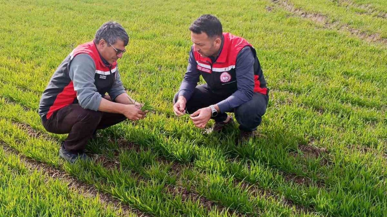 Tomarza’da zirai don uyarısı sonrası saha kontrolleri devam ediyor