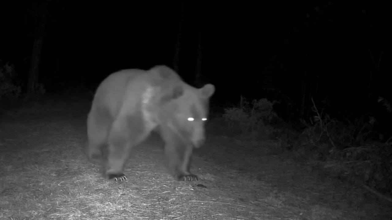 Karabük’te boz ayılar fotokapanla görüntülendi