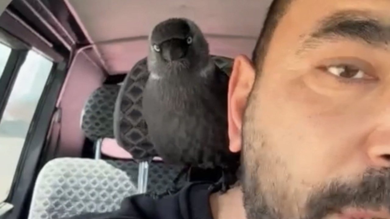 Karga önce sileceğe, sonra sürücünün omzuna kondu