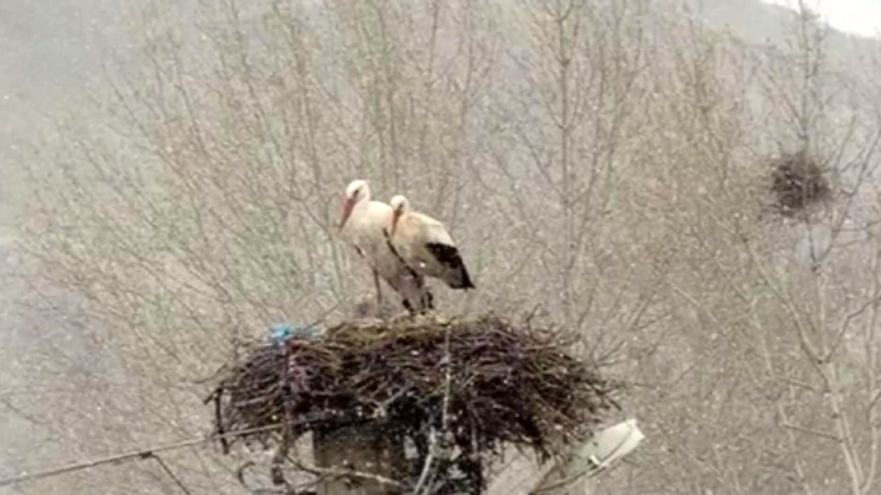 Erken göçen leyleklere kar sürprizi