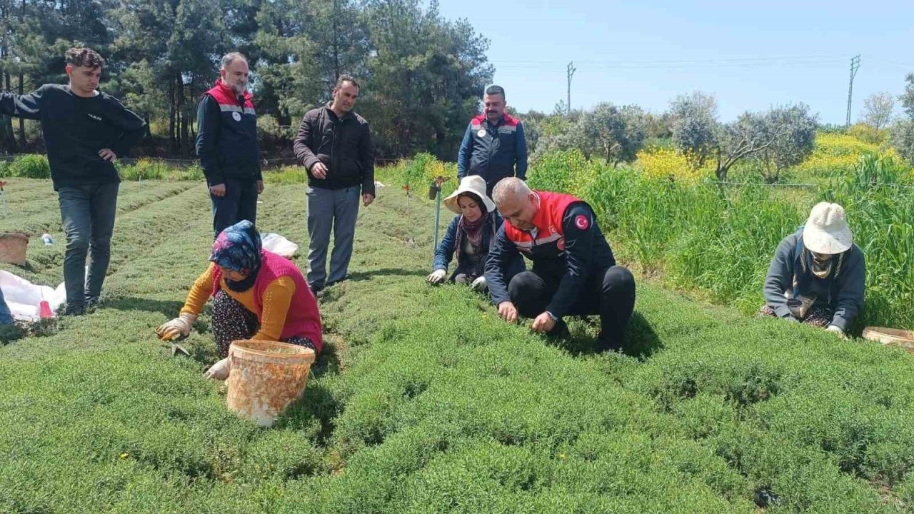 Altınözü’nde zahter hasadı başladı