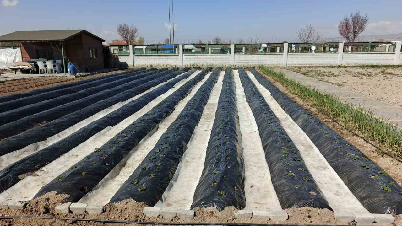 Büyükşehirin Doğal Ürünler Bahçesi ve Pazarı’nda yeni sezon hazırlığı