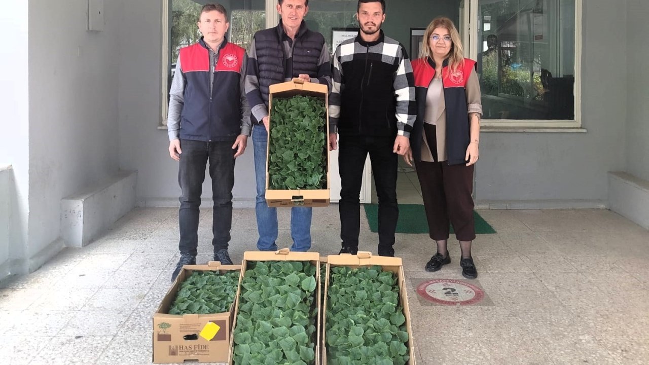 Lüleburgaz’da çiftçiye hıyar fidesi dağıtıldı