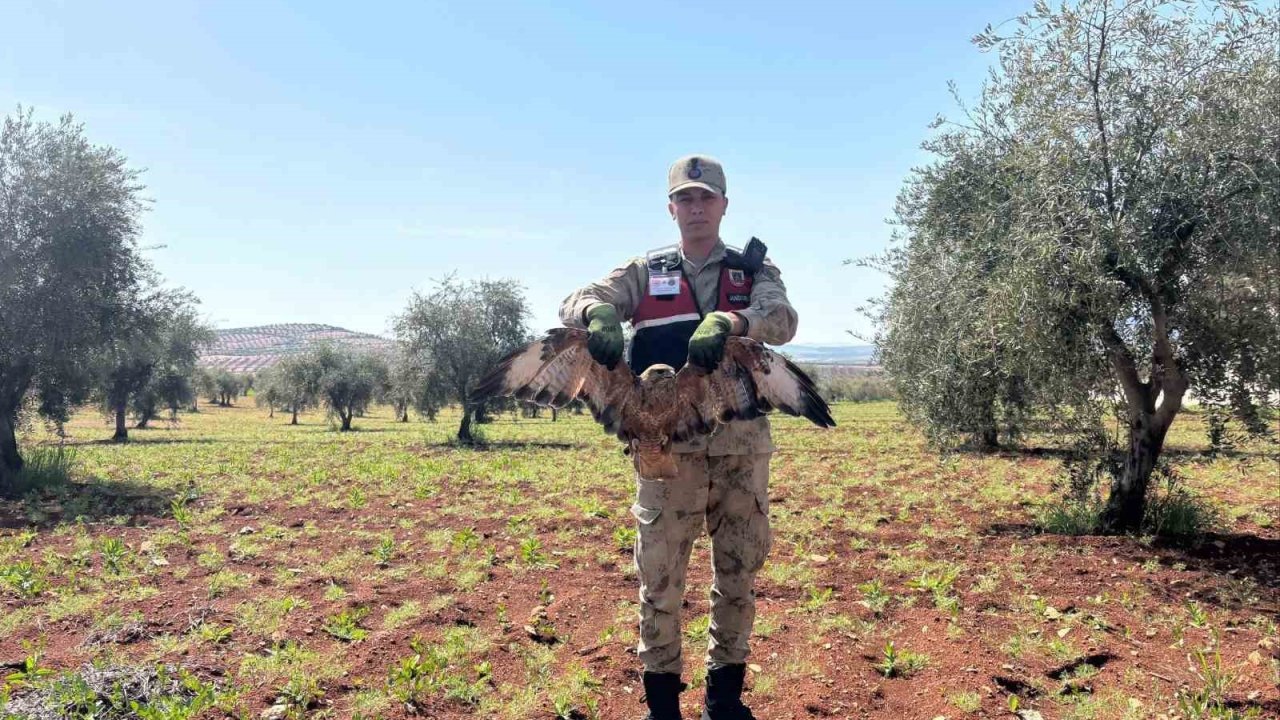 Kilis’te yaralı kızıl şahin bulundu