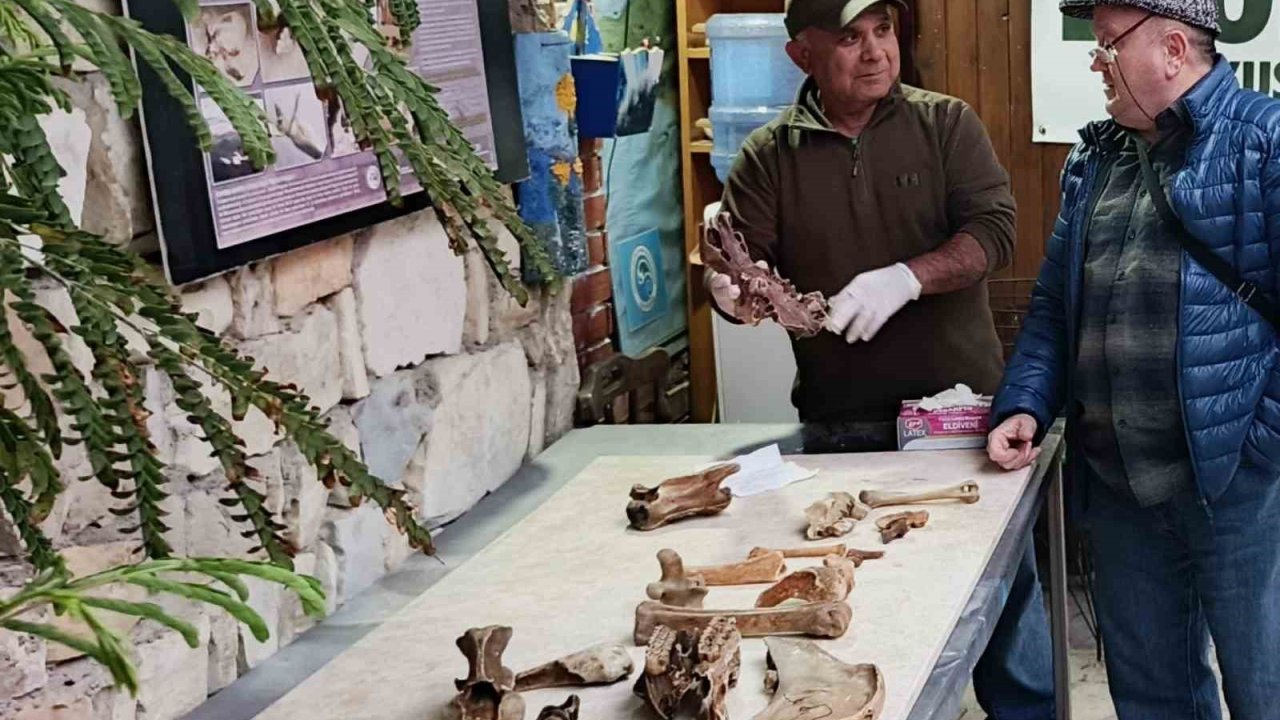 Kuşadası kıyılarında fırtına sonrası ortaya çıkan kemikler incelendi