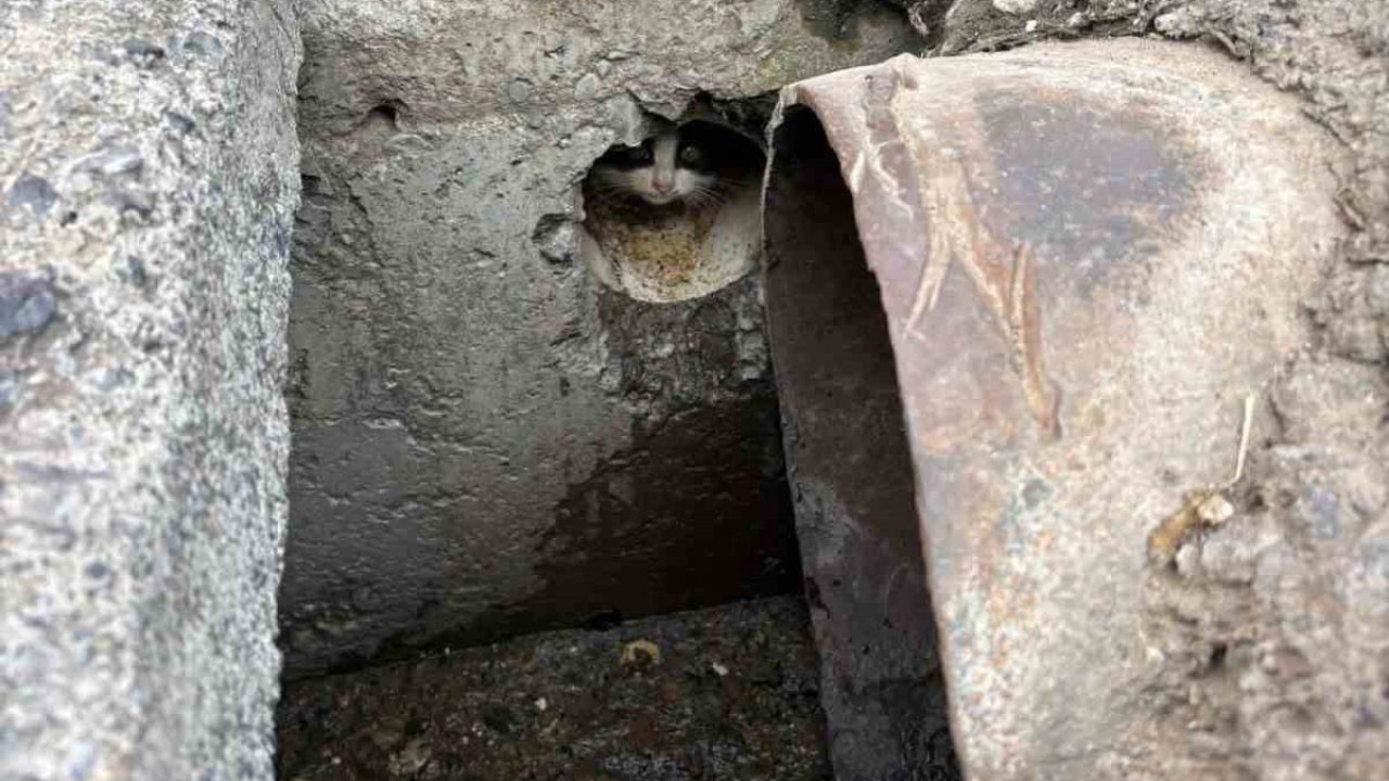 İskenderun’da rögar borusuna düşen yavru kediler kurtarıldı
