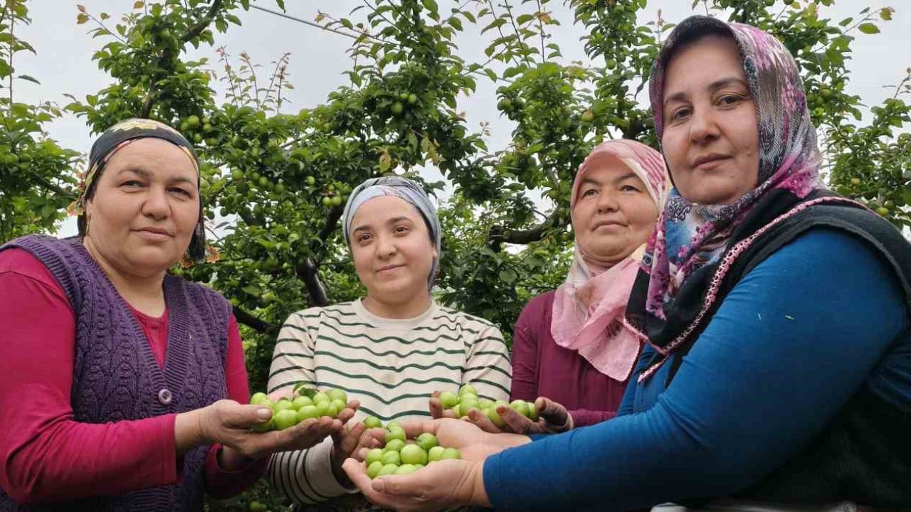 Mersin’de açıkta erik hasadı başladı, fiyatı 200 TL’ye kadar düştü