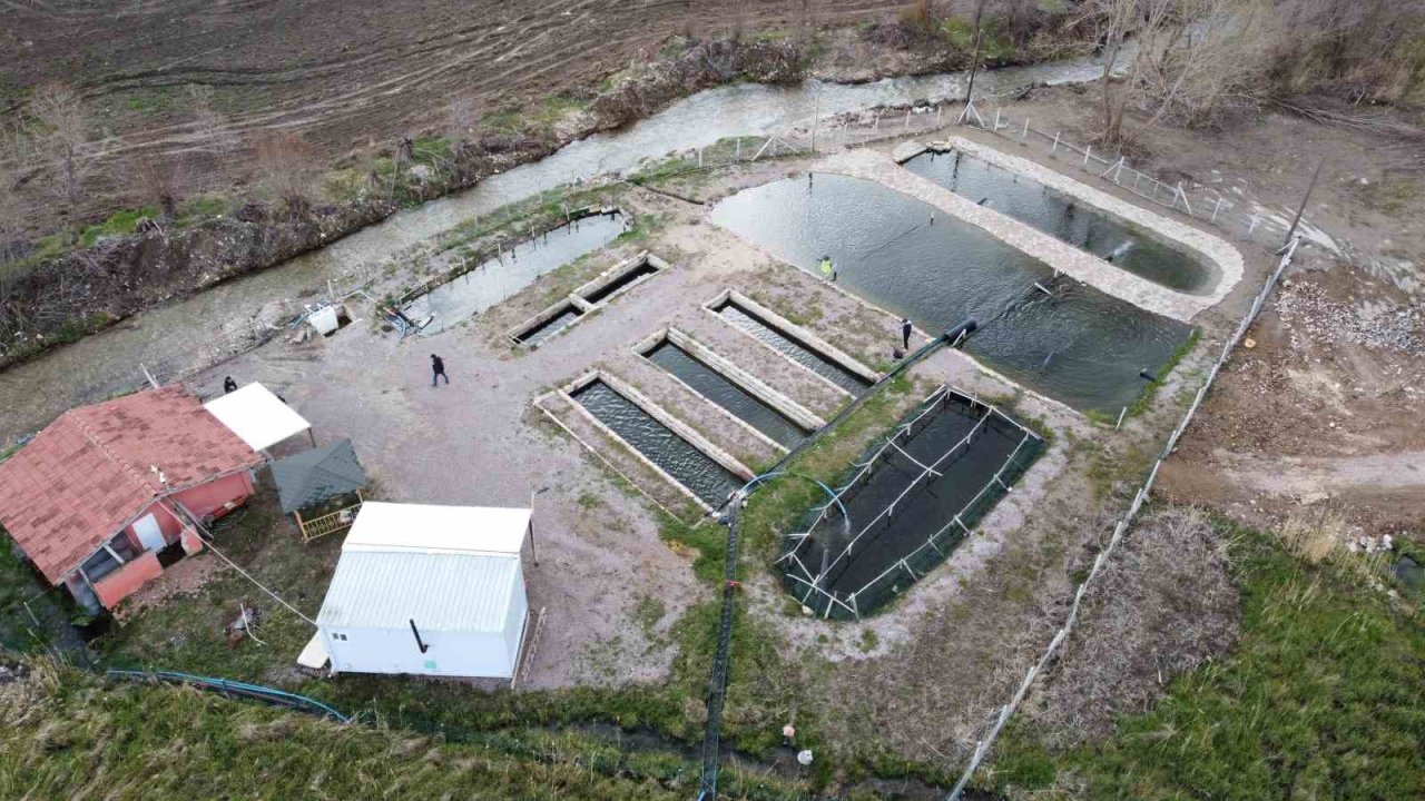 Kaynak suyunda yetişiyor, vatandaş taze taze alıp gidiyor