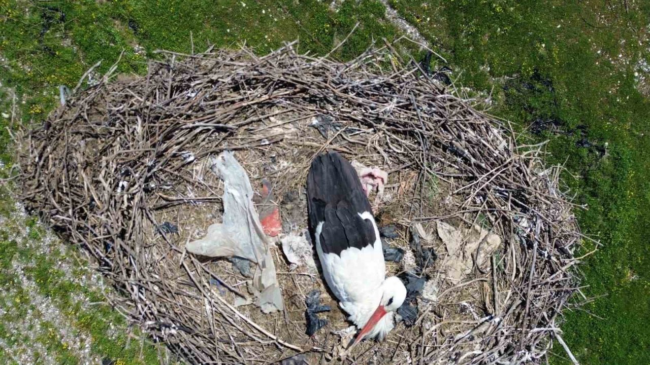 15 yıllık ’komşu’: Leylek ’Ciran’ ailenin maskotu oldu