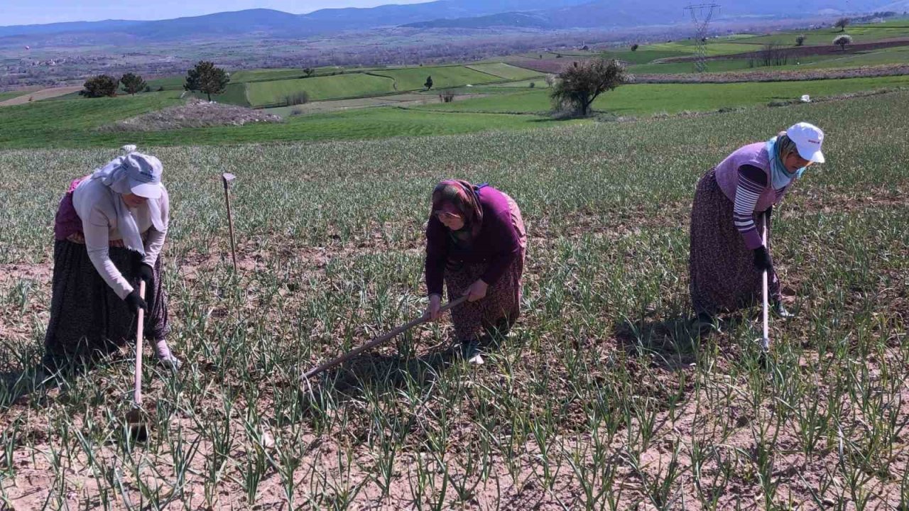 Taşköprü sarımsağı tarlalarındaki zararlı otları tek tek topluyorlar