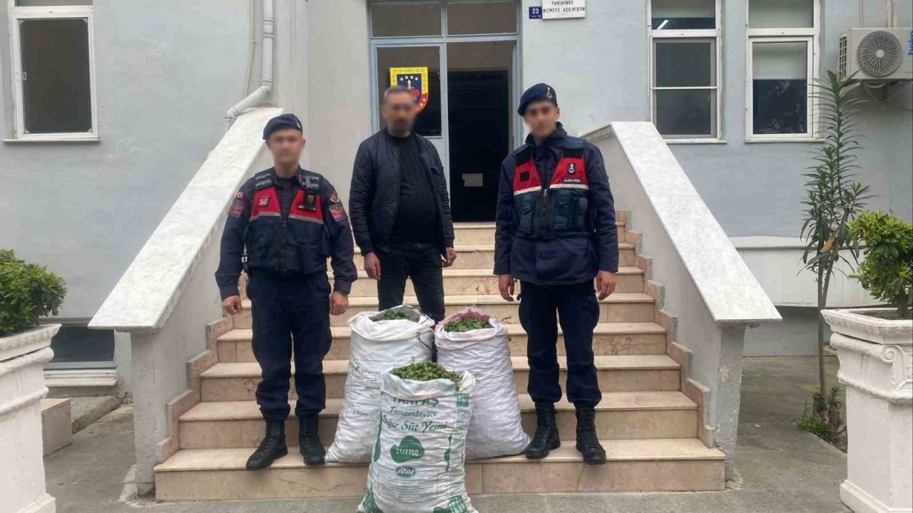 Germencik’te incir bahçesinde jandarmadan suçüstü