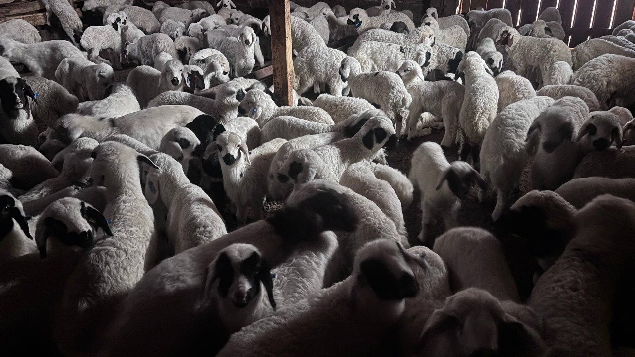 Sürülerde bahar hareketliliği: Kuzular annelerini böyle buldu