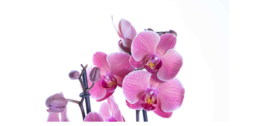 Aynı Gün Çiçek ile Duyguları Taze Tutmak