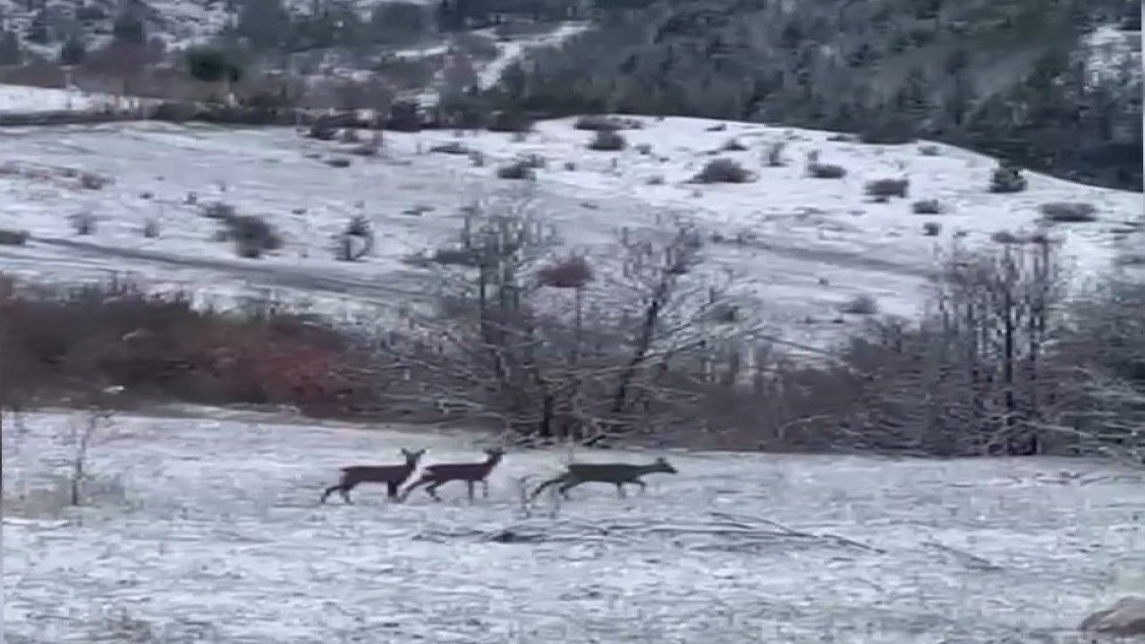 Nadir misafirler kar altında görüntülendi: Refahiye’de kızıl geyik heyecanı