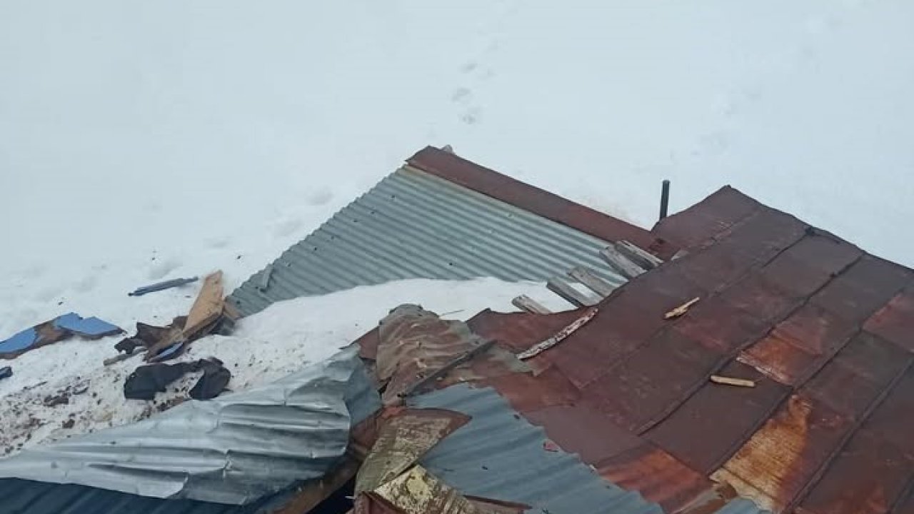 Gümüşhane yaylalarında ayı dehşeti devam ediyor