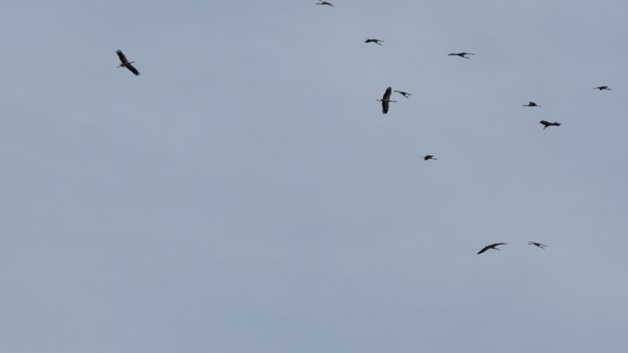 Kozan semalarında leyleklerin göç yolculuğu mest etti