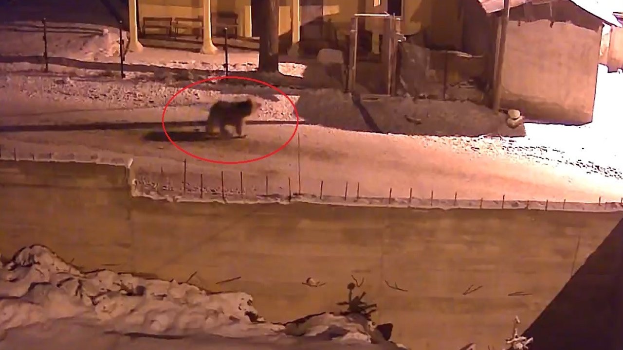 Kış uykusundan uyanan ayılar Bayburt’un köylerinde yiyecek aradı