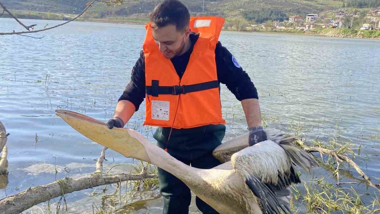 Barajda mahsur kalan pelikan böyle kurtarıldı