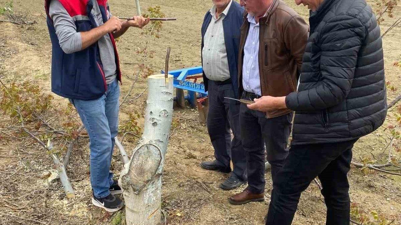 Koçarlı’da üreticilere "Cevizde Aşılama" eğitimi verilecek