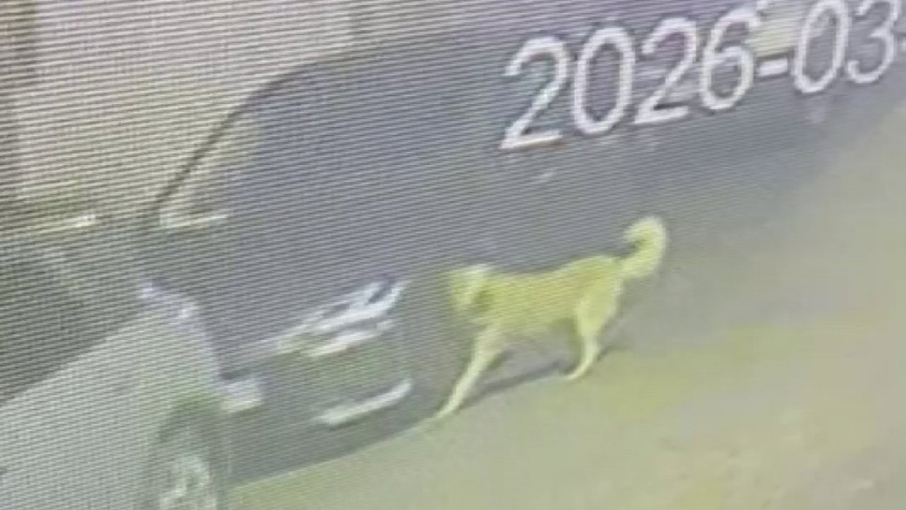 Üsküdar’da sokak köpekleri paniğe neden oldu: Başıboş sürünün bir araca zarar verdiği anlar kamerada
