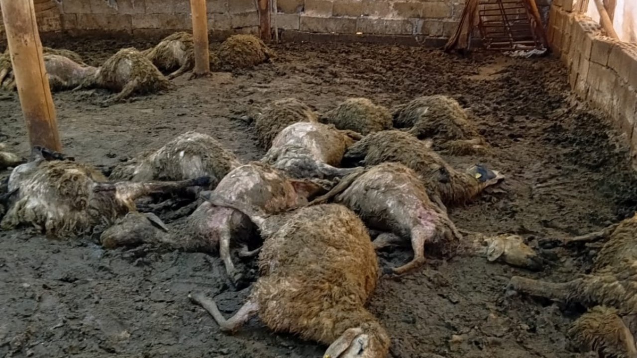 Malatya’da ağıla giren kurt 30 koyunu telef etti