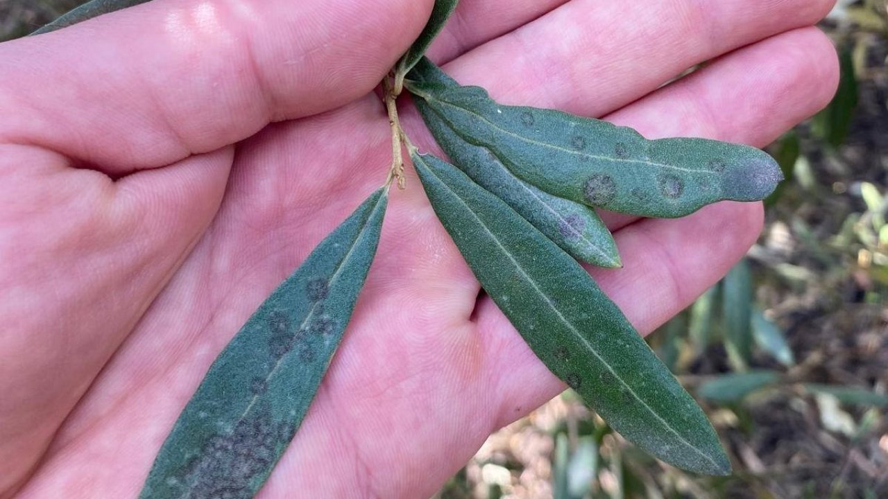 Salihli’de ‘Halkalı leke’ uyarısı