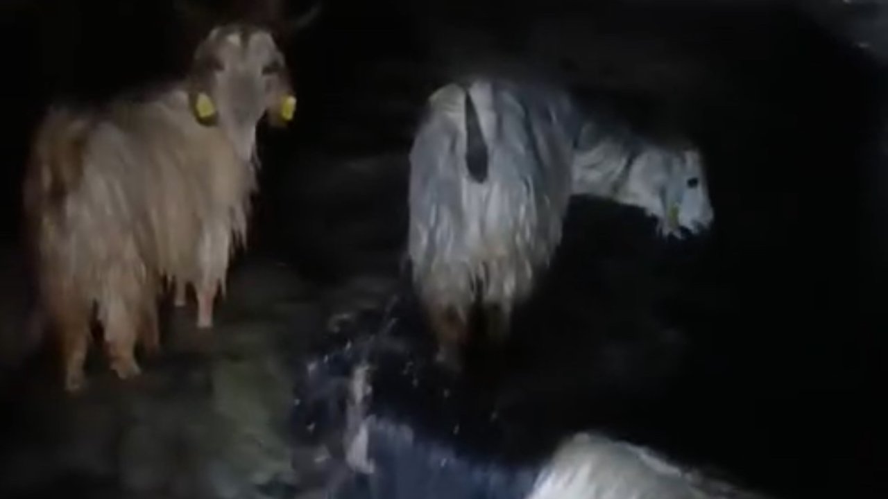 Yüksekova’da ahırları su bastı: Mahsur kalan hayvanlar kurtarıldı