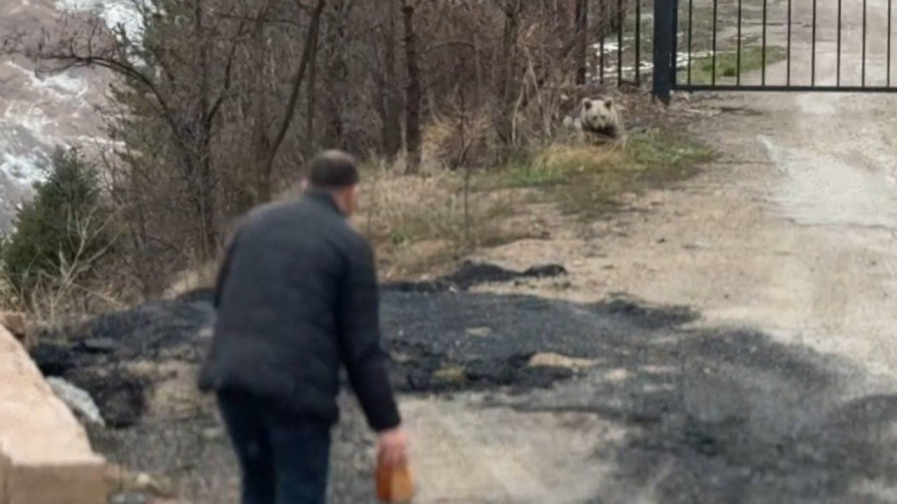 Gümüşhane’de aç kalan yavru ayıyı elleriyle beslediler