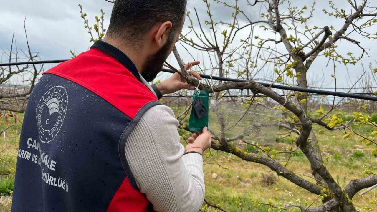 Kahverengi kokarca için tuzak takip çalışması