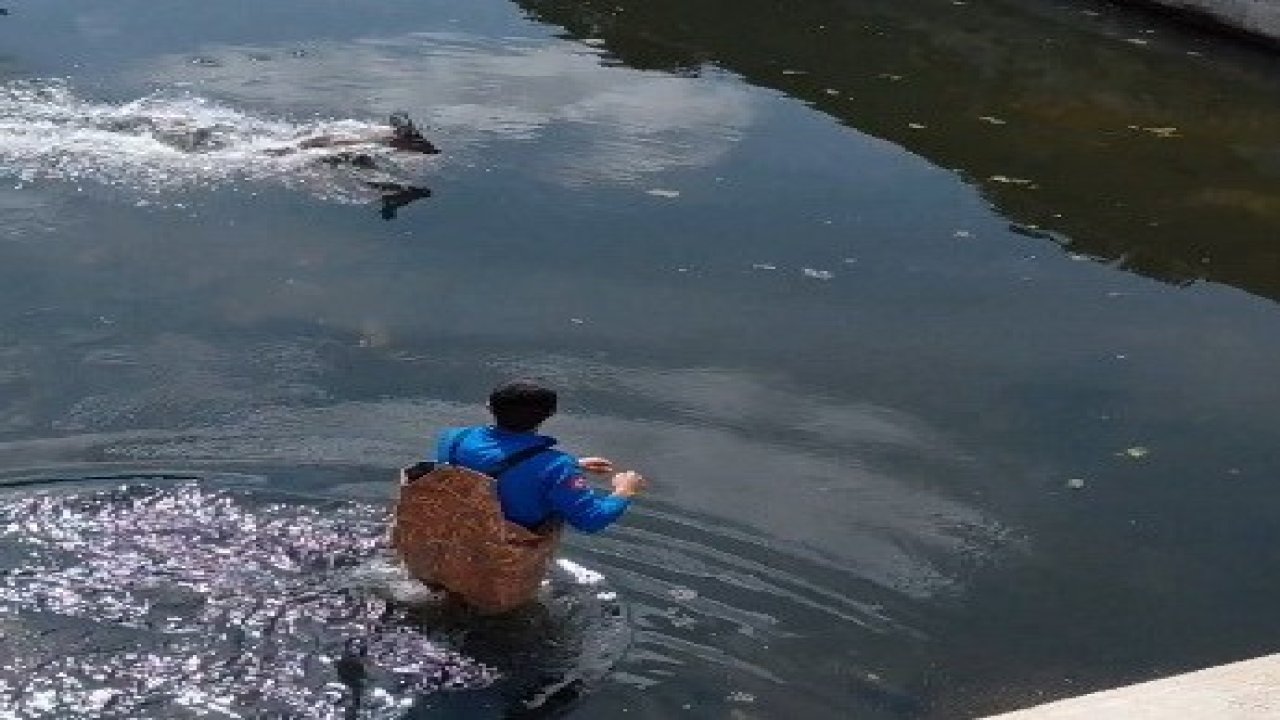 Bafra’da kanala düşen karaca kurtarıldı
