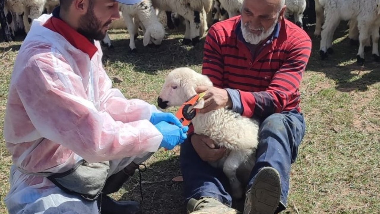 Kemah’ta küçükbaş hayvanlar aşılanarak küpeleniyor