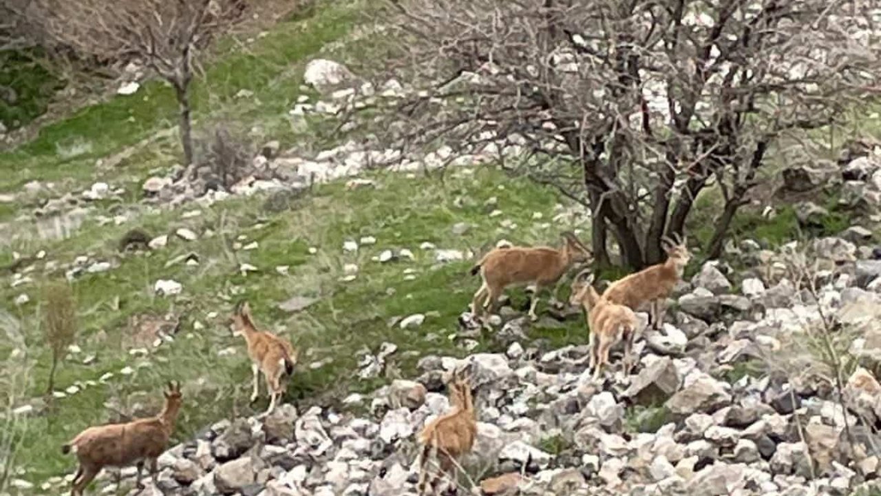 Elazığ’ın tarihi mahallesi Harput’ta dağ keçileri görüntülendi