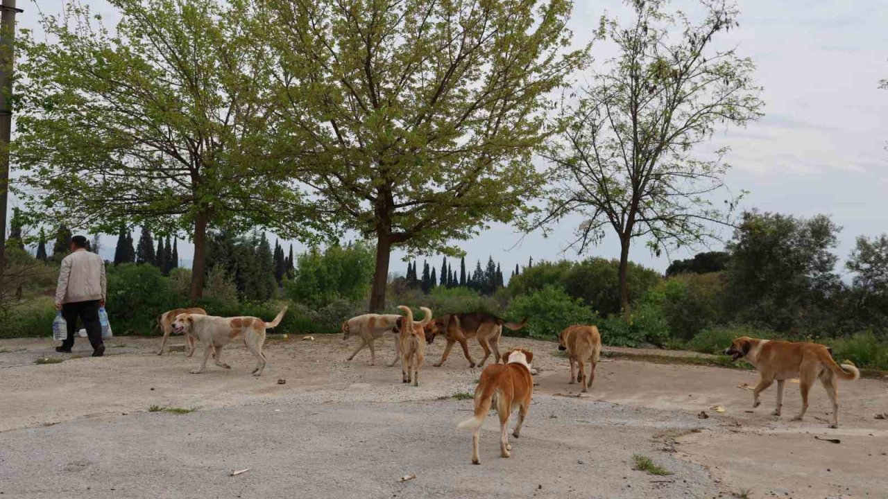 Aydın’da sokak köpeği sorunu devam ediyor