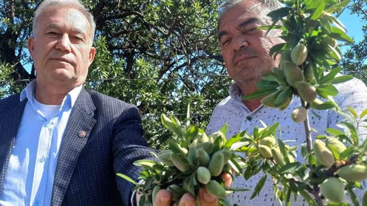 Araban’ın yerli badem çağlası sofralarda yerini aldı
