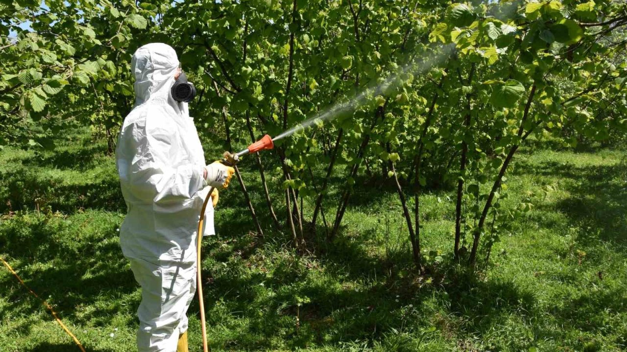 Fındıkta külleme ve kozalak akarına karşı mücadele başlatıldı