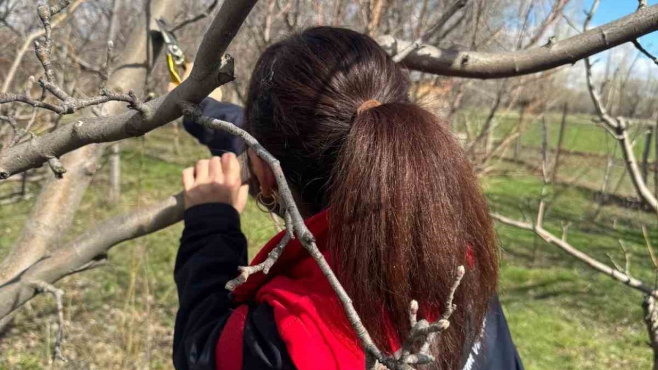 Meyve ağaçlarında budama çalışmaları devam ediyor