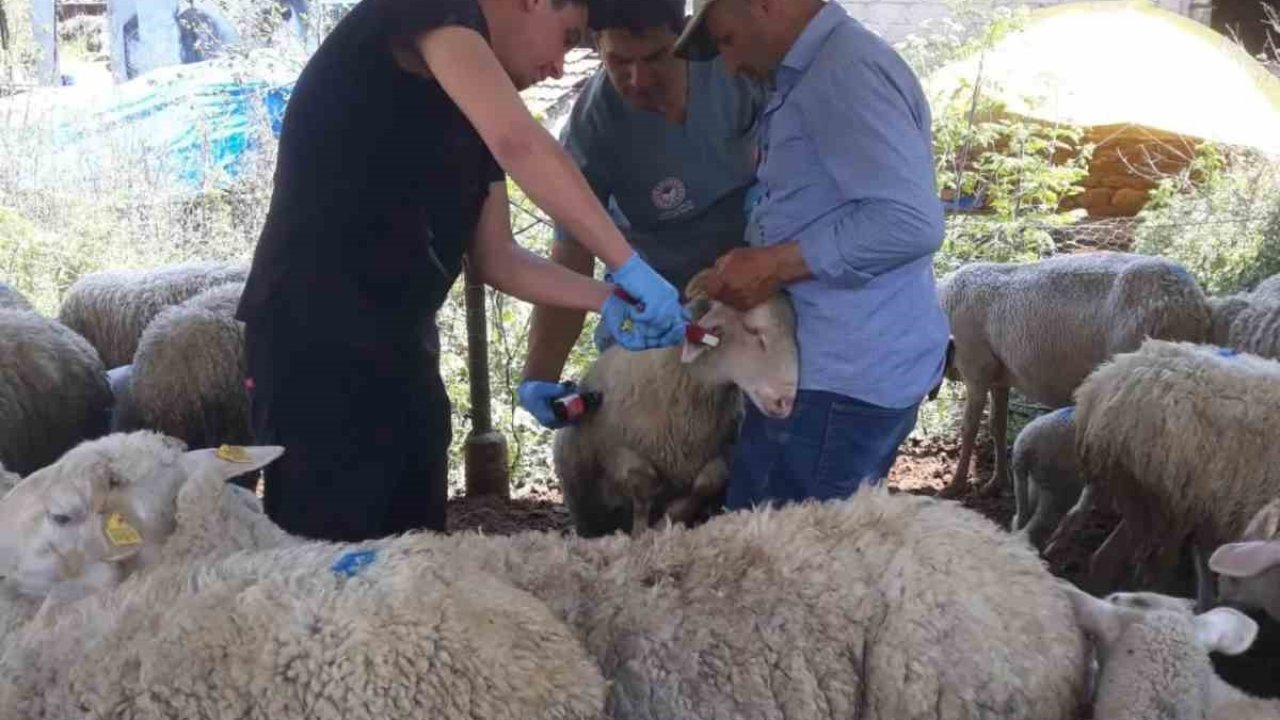 Karpuzlu’da küçükbaş hayvanlar kayıt altına alınıyor