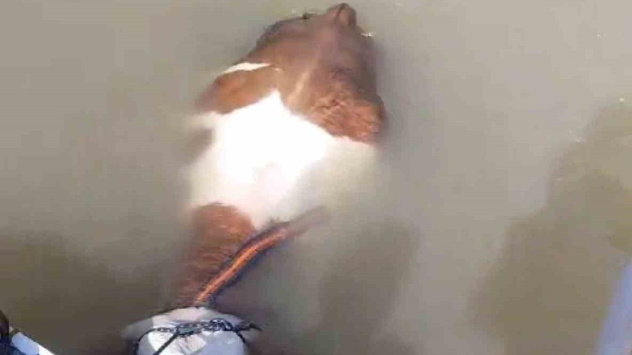 Bu sefer balık değil tosun yakaladılar