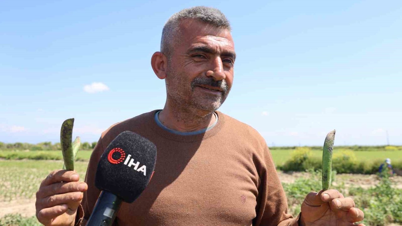 Kozan bezelyesi görünümüyle Karadeniz hamsisine benzetildi