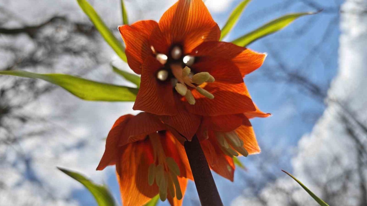 Bitlis’te açan ters laleler görsel şölen sunuyor