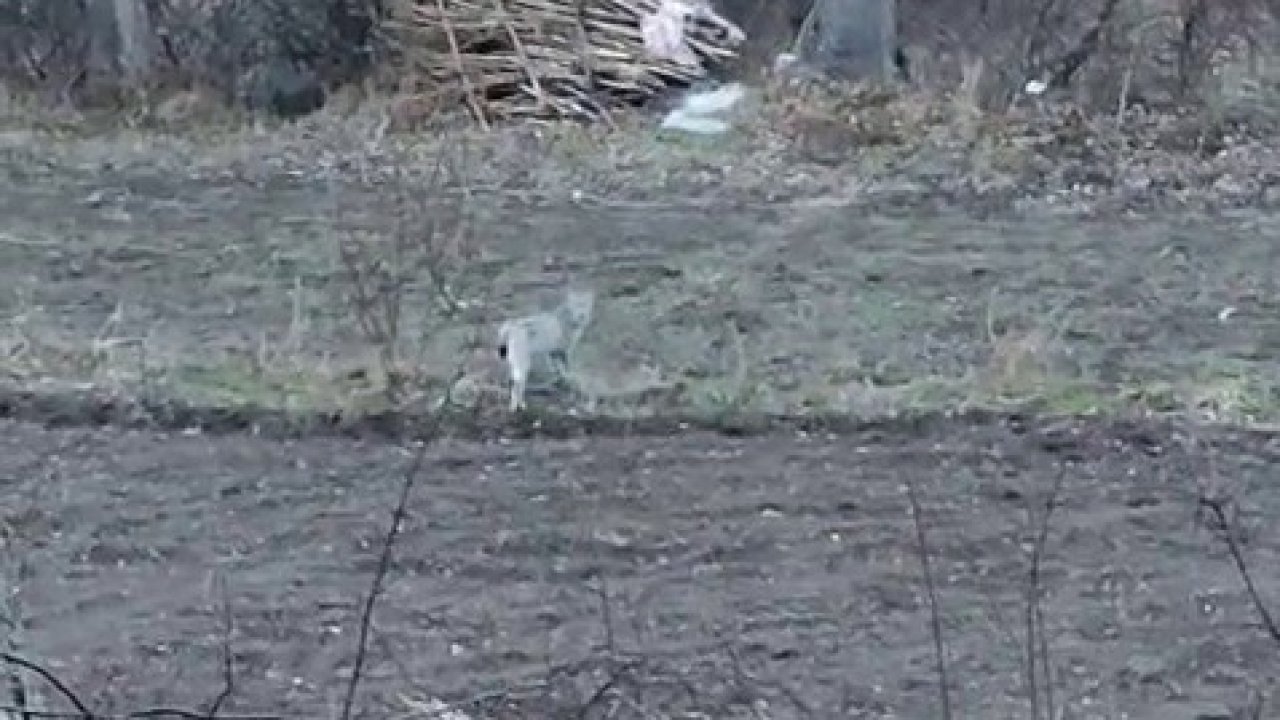 Tortum’da nesli tükenme tehlikesinde olan vaşak görüntülendi