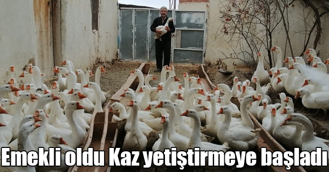 Emekli oldu Kaz yetiştirmeye başladı