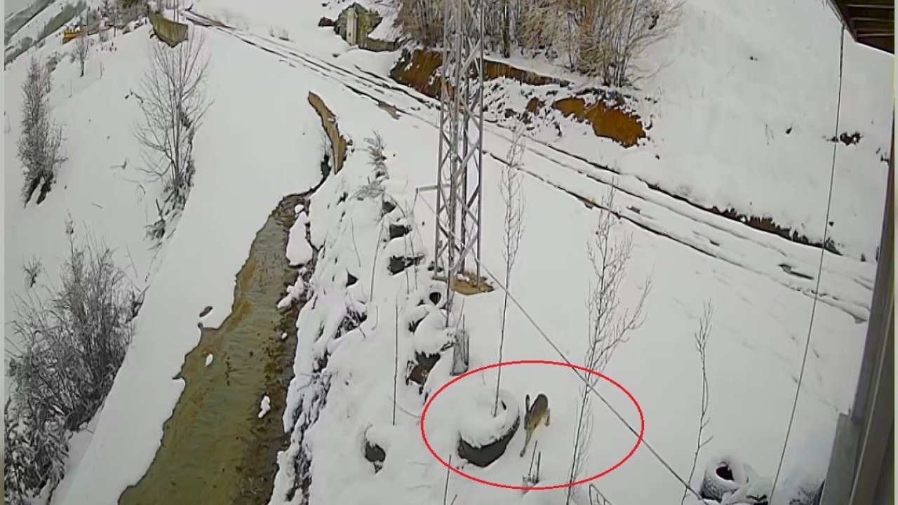 Bayburt’ta nefes kesen kovalamaca: Tavşanın kurdu atlattığı anlar kamerada