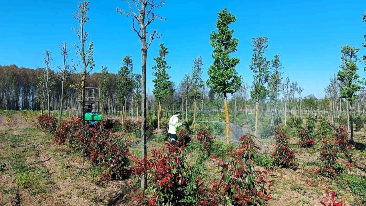 Üretim fidanlığında bitkiler hastalıklara karşı korumaya alındı