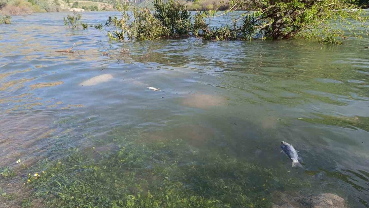Dicle Nehri’nde balık ölümleri tedirgin etti
