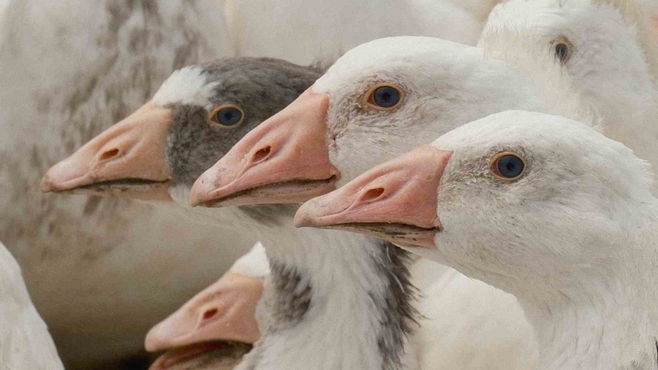 Anadolu kazına "milli kimlik": Anne hattı Yozgat, baba hattı Bandırma