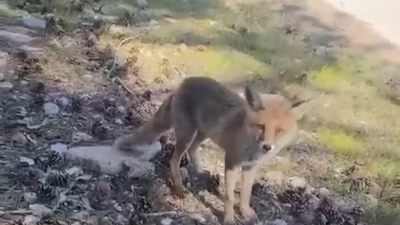 Bursa’da ilginç görüntüler