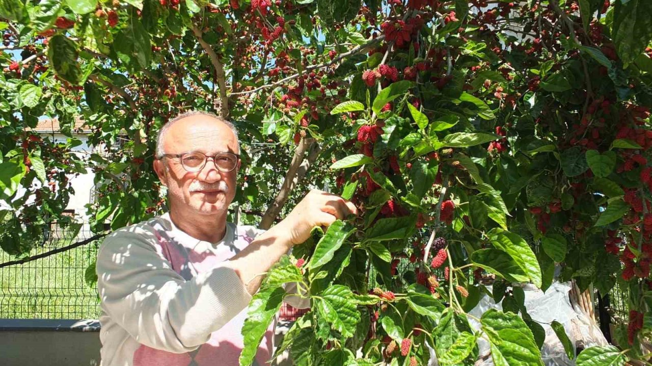 Burhaniye’de baharın ilk meyveleri dutlar kendini gösterdi