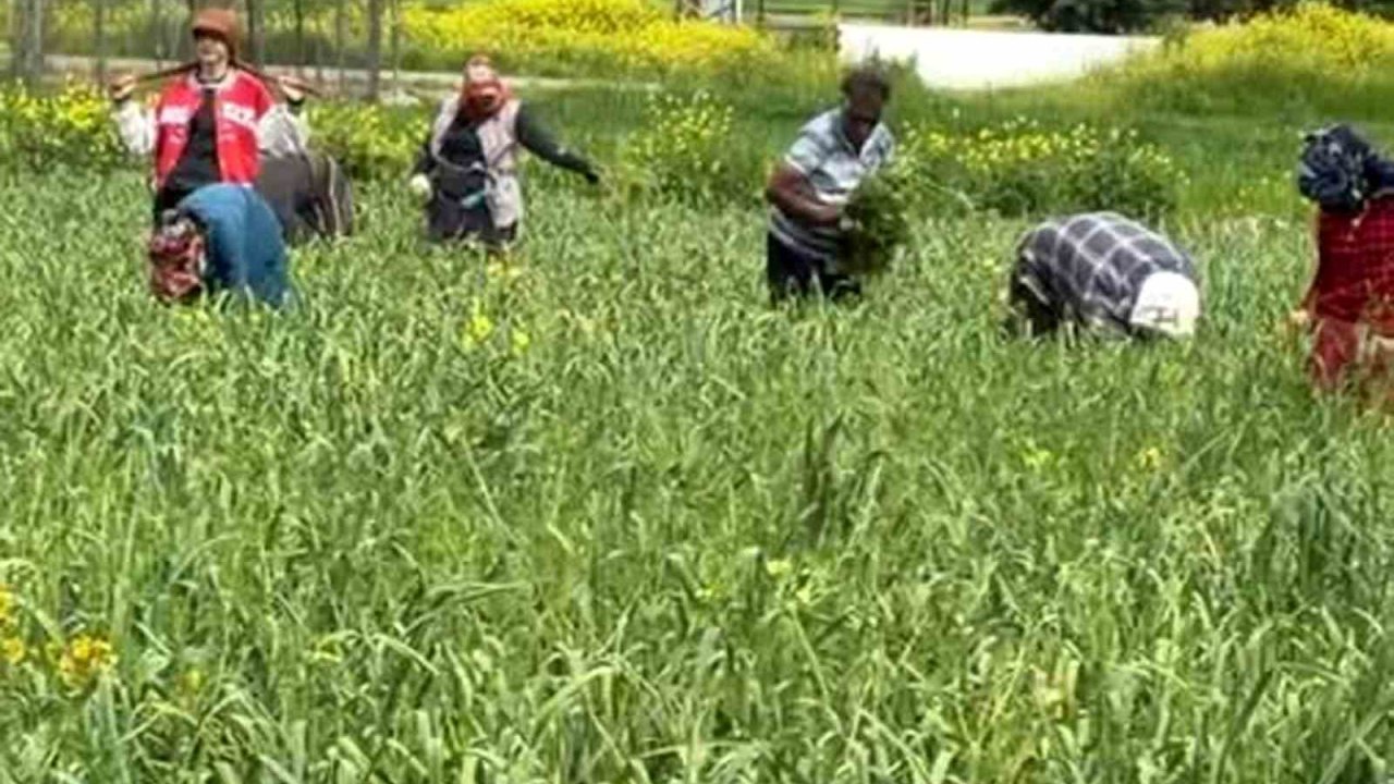 AB tescilli araban sarımsağında yabancı ot temizliği sürüyor